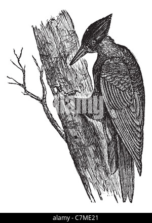 Pic noir d'Amérique (Dryotomus pileatus), vintage engraved illustration. Encyclopédie Trousset (1886 - 1891). Banque D'Images