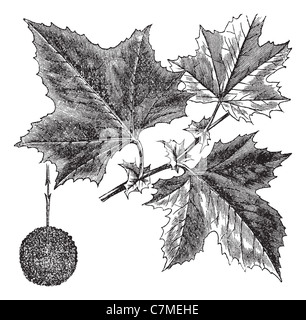 American Sycamore ou Platanus occidentalis, vintage engraved illustration. Encyclopédie Trousset (1886 - 1891). Banque D'Images