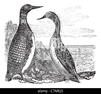 La Great Northern Loon ou Great Northern Diver ou Gavia immer, vintage engraved illustration. Encyclopédie Trousset (1886 - 1891). Banque D'Images