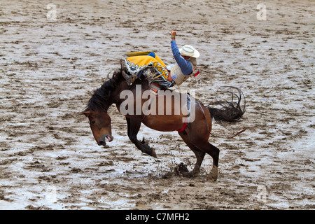 Voltige en événement, le Stampede de Calgary, Alberta, Canada. Banque D'Images