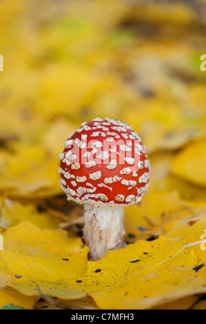 Amanita muscaria, voler des champignons agaric tombé entre les feuilles d'or dans un bois. Banque D'Images