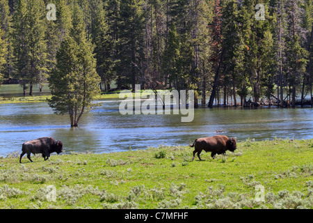 American bison, Bison bison, dans la vallée de Lamar, Yellowstone National Park, Wyoming. Banque D'Images