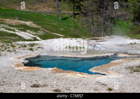 Blue Star du printemps, le Parc National de Yellowstone, Wyoming. Banque D'Images