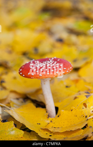 Amanita muscaria, voler des champignons agaric tombé entre les feuilles d'or dans un bois. Banque D'Images