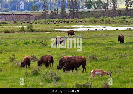 American bison, Bison bison, et l'Antilope d'Amérique, Antilocapra americana, dans la vallée de Lamar, Yellowstone National Park, Wyoming. Banque D'Images