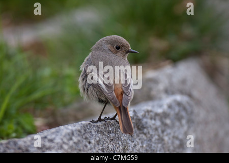 Fliegenschnäpper Halbhöhlenbrüter Rougequeue noir Hausrotschwanz Insektenfresser Ardéidés Phoenicurus ochruros Naturgarten Ro Banque D'Images