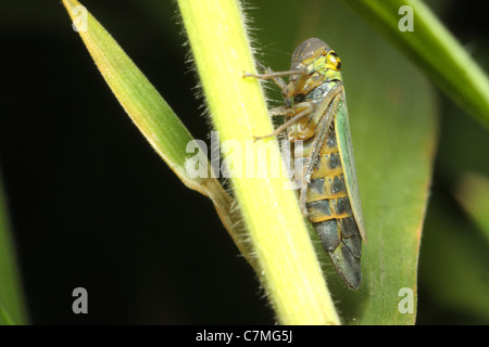 L'ortie (Cicadelles Eupteryx aurata) Banque D'Images