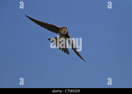 Uferschwalbe Banque D'Images