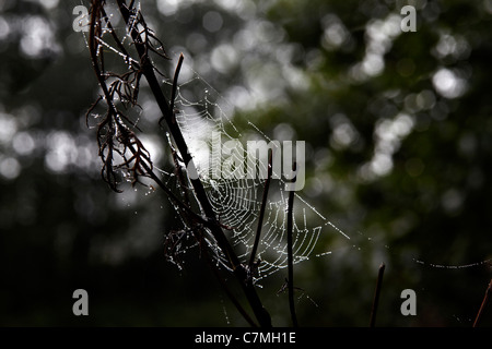 L'eau gouttes rosée contours d'araignée webs Banque D'Images