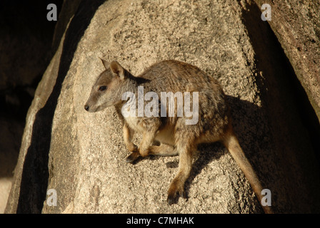 Wallabies alliées (Petrogale assimilis), Geoffrey bay, Magnetic island, Townsville, Queensland, Australie Banque D'Images