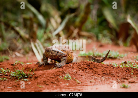 Moniteur de l'eau (Varanus salvator). Faire un terrier bien au-dessus du niveau de l'eau pour pondre des oeufs. Ndumo Game Reserve. Kwazulu-Natal, Sou Banque D'Images