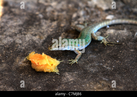 Le lézard vert (Lacerta viridis) est un grand lézard distribués à travers' Banque D'Images