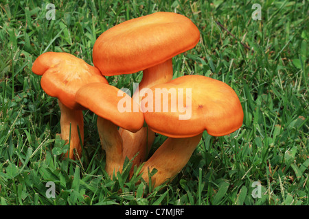 Orange jack-o-lantern groupe de champignons croissant dans une pelouse verte Banque D'Images