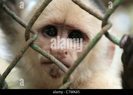White face singe dans une cage Banque D'Images