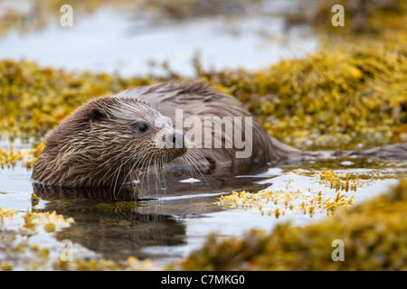 Loutre Lutra lutra. Isle of Mull, Scotland Banque D'Images