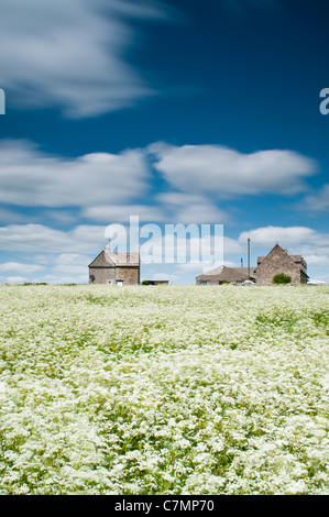 Cottages en pierre et domaine de cow parsley, Brimpsfield, Gloucestershire, Cotswolds, Royaume-Uni Banque D'Images