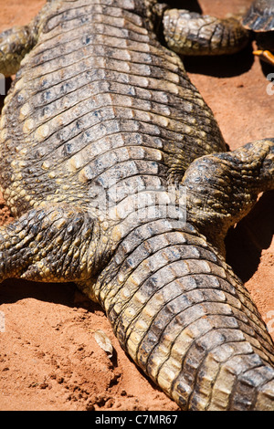Vaste arrière d'un Caiman, Iguassu Brésil "Amérique du Sud" Banque D'Images
