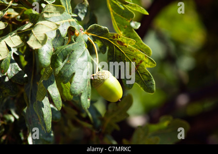 Acorn sur Oak Tree Banque D'Images