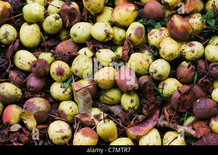 Malus spectabile. La pourriture des pommes tombées et crabe. Banque D'Images