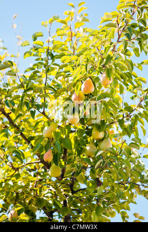 Ripe pears in the tree in summer season. Banque D'Images