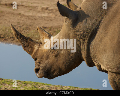 Closeup portrait d'un rhinocéros blanc le long du front de mer Banque D'Images