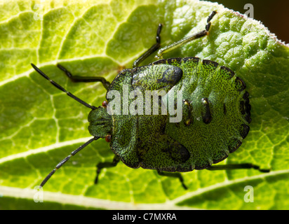 Dernier stade nymphe de la green shieldbug (Palomena prasina) Banque D'Images