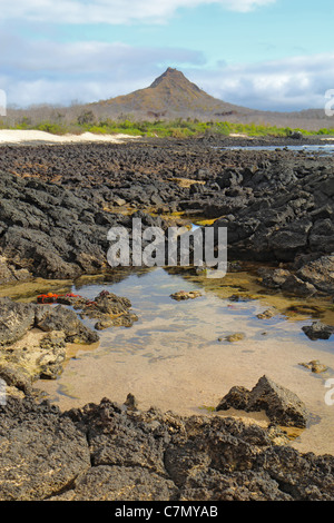 Dragon Hill, l'île de Santa Cruz, Parc National des Galapagos, Equateur Banque D'Images