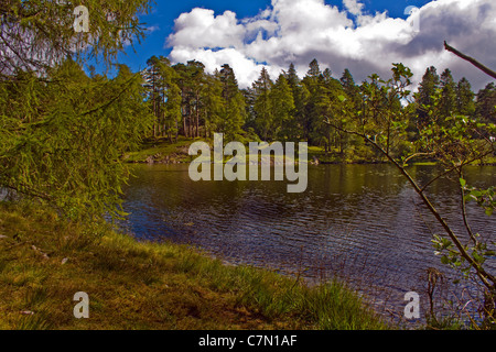 Tarn Howes nr Keswick Cumbria Lake District UK Banque D'Images