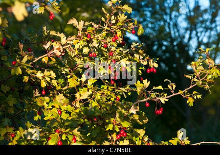 Fruits rouges sur l'arbre. Bush vert avec des grappes de fruits rouges. Banque D'Images