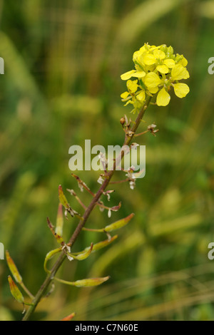 Plant de moutarde blanche et fleur, Sinapis alba Banque D'Images