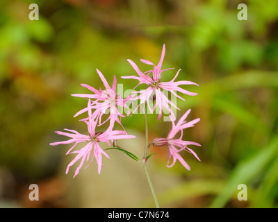 Ragged-Robin, Silene flos-cuculi ou Lychnis flos-cuculi Banque D'Images