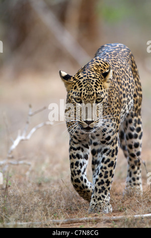 Leopard à Yala NP, Sri Lanka. Banque D'Images