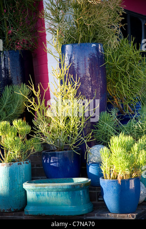 Succulentes plantés dans des pots émaillés Banque D'Images