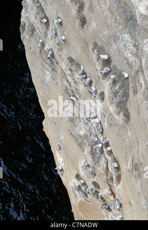 Mouettes tridactyles sur les falaises de la péninsule de Snaefellsness Lóndrangar sur. Banque D'Images