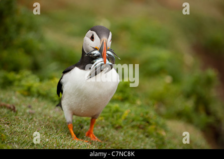 Macareux moine avec Lançon durant la saison de reproduction Banque D'Images