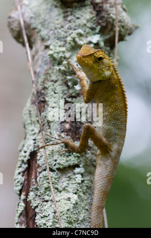 L'Oriental Garden Lizard, Eastern Garden Lizard ou modifiables (lézard Calotes versicolor) je Banque D'Images