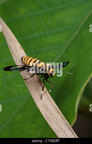 La sésie, ceryx, sphenodes à Thap Lan National Park, Thaïlande. L'on croit être une abeille guêpe ou imiter. Banque D'Images