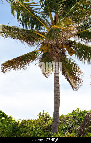 Close up detail d'une variété d'arbres tropicaux cocotier trouvé dans les Caraïbes. Banque D'Images