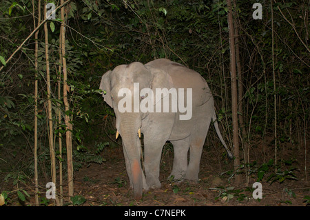 Les juvéniles mâles sauvages éléphant d'Asie, Elephas maximus, pris dans un piège camer dans la nuit dans le Parc National de Thap Lan, la Thaïlande. Banque D'Images
