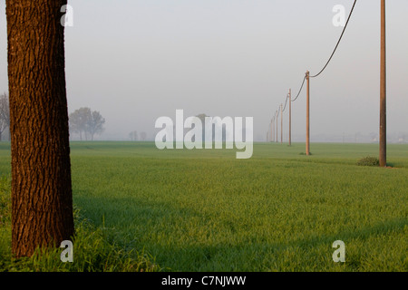 Ligne d'alimentation de l'électricité en campagne italienne et du paysage naturel près de Curtatone Montanara, Mantoue, Mantoue, Lombardie, Italie Banque D'Images