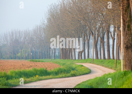 Chemin de terre et d'arbres dans la campagne italienne et du paysage naturel près de Curtatone Montanara, Mantoue, Mantoue, Lombardie, Italie Banque D'Images