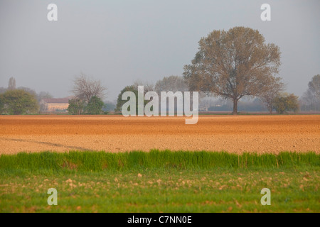 Champs dans la campagne italienne et du paysage naturel près de Curtatone Montanara, Mantoue, Mantoue, Lombardie, Italie Banque D'Images