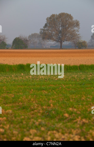 Champs dans la campagne italienne et du paysage naturel près de Curtatone Montanara, Mantoue, Mantoue, Lombardie, Italie Banque D'Images