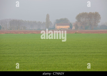 Ferme et les champs labourés en campagne italienne et du paysage naturel près de Curtatone Montanara, Mantoue, Mantoue, Lombardie, Italie Banque D'Images