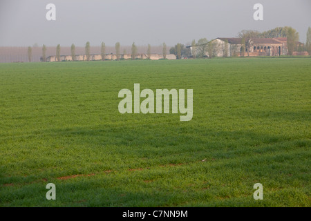 Ancienne ferme, maison de campagne italienne et du paysage naturel près de Curtatone Montanara, Mantoue, Mantoue, Lombardie, Italie Banque D'Images