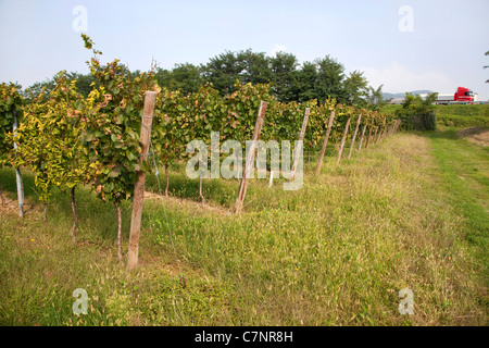 Paysage italien, de l'agriculture et de vignobles avec les camions sur l'autoroute : Franciacorta région près de Rovato, Brescia, Lombardie, Italie Banque D'Images