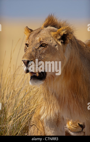 Jeune Lion (Panthera leo) regardant des troupeaux d'herbivores à distance, Parc national d'Etosha, Namibie Banque D'Images