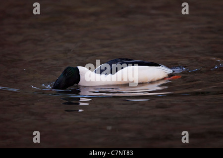 gänsesäger Banque D'Images