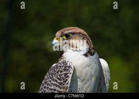 Lanner Lanner Falcon Lannerfalke GREIFVOGEL auge oiseau de proie falke ger-lannerfalke gerfalke greife portrait hybride raptor schna Banque D'Images