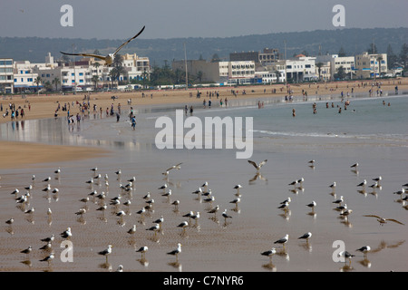 Vue sur la plage en direction de la ville et du front de mer à Essaouira, Maroc Banque D'Images